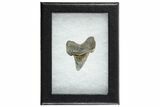 Rare Eocene Fossil Shark (Otodus) Tooth - England #352105-2